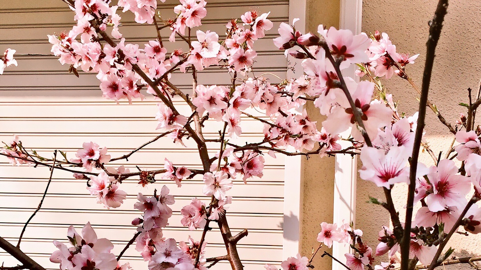 この木なんの木?